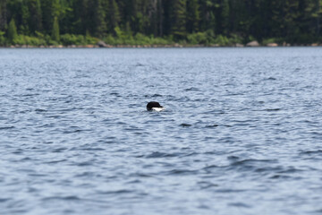 Parc Mauricie - 21 Juin 2025