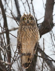 A lone short-eared owl (Asio flammeus) is photographed close-up sitting among the dense branches of...