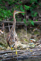 An adult purple heron (Ardea purpurea) stands on the bank of a small canal and looks at its prey....