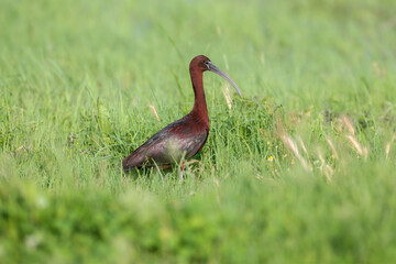 Adult and young glossy ibis (Plegadis falcinellus) photographed close-up on the shore of a lake...