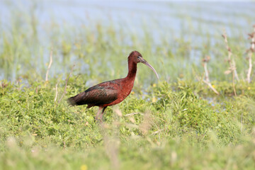 Adult and young glossy ibis (Plegadis falcinellus) photographed close-up on the shore of a lake surrounded and against a background of green grass