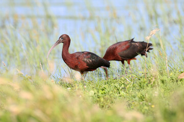 Adult and young glossy ibis (Plegadis falcinellus) photographed close-up on the shore of a lake surrounded and against a background of green grass