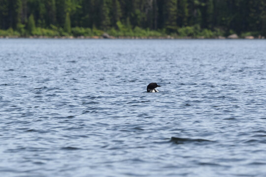 Parc Mauricie - 21 Juin 2025