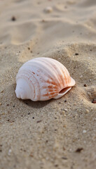 Seashell resting on sandy beach under soft sunlight  
