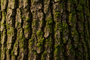 Obraz premium mossy tree bark texture