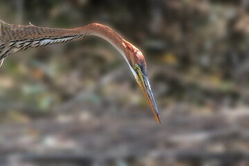 An adult purple heron (Ardea purpurea) stands on the bank of a small canal and looks at its prey....