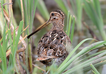 Close-up photo of The common snipe (Gallinago gallinago) from its back among aquatic grass