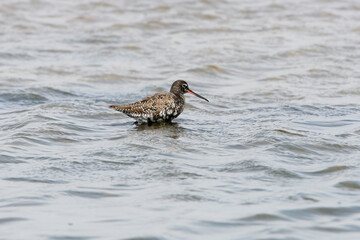 An adult spotted redshank (Tringa erythropus) in breeding plumage stands in the bluish water of an estuary