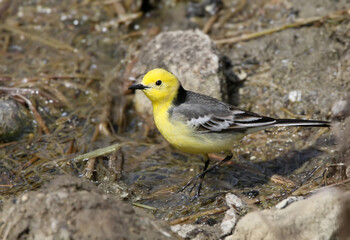 Close-up photo of The citrine wagtail (Motacilla citreola) standing on rocks in pond water
