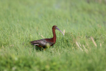 Adult and young glossy ibis (Plegadis falcinellus) photographed close-up on the shore of a lake surrounded and against a background of green grass