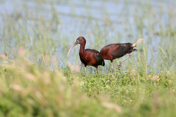 Adult and young glossy ibis (Plegadis falcinellus) photographed close-up on the shore of a lake surrounded and against a background of green grass