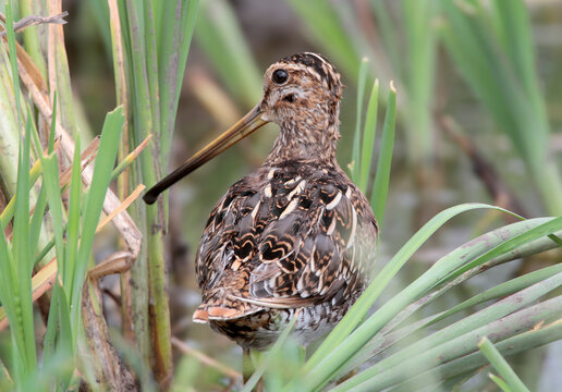 Close-up photo of The common snipe (Gallinago gallinago) from its back among aquatic grass