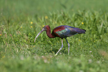 Adult and young glossy ibis (Plegadis falcinellus) photographed close-up on the shore of a lake surrounded and against a background of green grass
