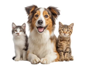 Friendship between cats and dogs, 
A dog and two cats, cute pet animals sitting together isolated on a transparent background