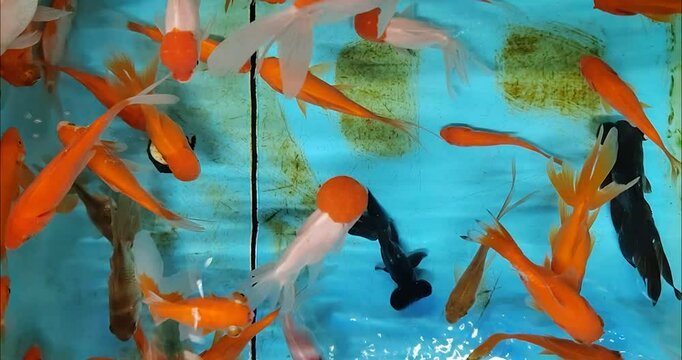 A groud of gold fish 