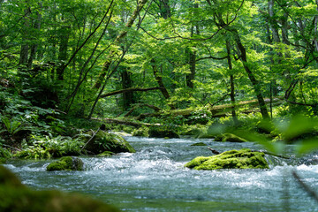新緑の森を流れる奥入瀬渓流