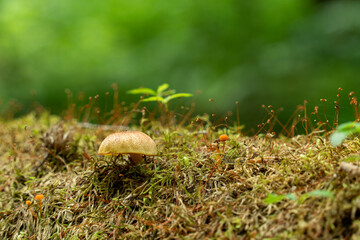 奥入瀬渓流の苔にはえるキノコ