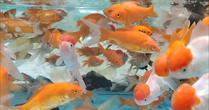 A groud of gold fish 