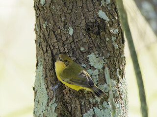 Yellow Thornbill (Acanthiza nana)  perched on ironbark tree trunk with lichen.  