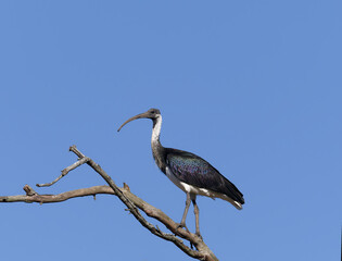 Straw-necked Ibis (Threskiornis spinicollis)  perched in a tree with blue sky background.