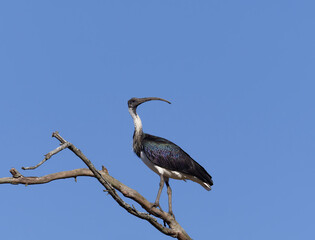 Straw-necked Ibis (Threskiornis spinicollis)  perched in a tree with blue sky background.