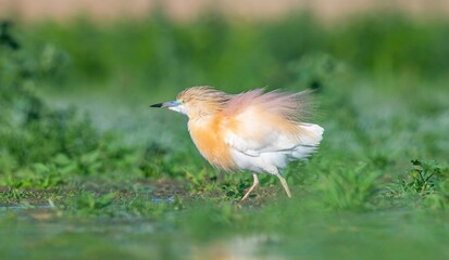 Squacco Heron (Ardeola ralloides) is seen in almost all wetlands in Turkey.