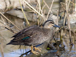 Pacific Black Duck (Anas superciliosa) perched on a log in wetland creek.