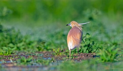 Squacco Heron (Ardeola ralloides) is seen in almost all wetlands in Turkey.