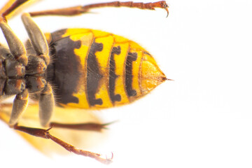 A detailed close-up of a wasp with yellow and black stripes, showcasing its delicate wings,...