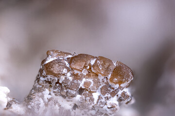 Brown Smithsonite entirely covering a Siderite crystal, with white Hydrozincite. Specimen from La joie, St-Cierge-La-Serre, france. Micro photography extreme close-up. 
