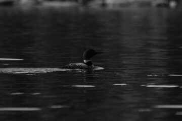 Parc Mauricie - 21 Juin 2025  N&B