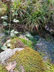 A collection of forest scenes capturing the diversity and atmosphere of wooded environments. From...