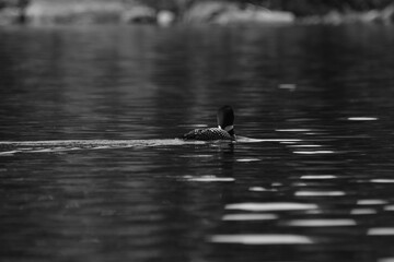 Parc Mauricie - 21 Juin 2025  N&B
