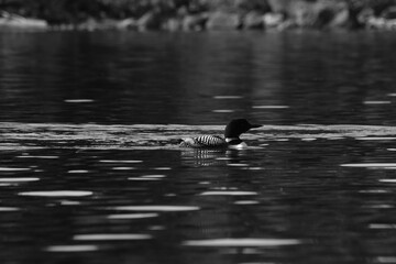 Parc Mauricie - 21 Juin 2025  N&B