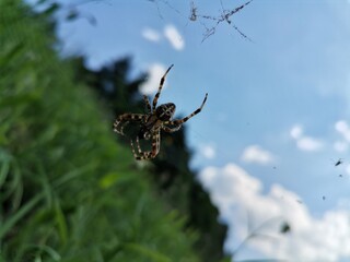 Close-up of a European garden spider (Araneus diadematus) with its distinctive white cross markings...