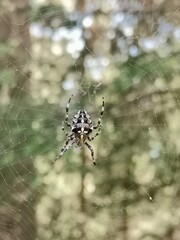 Close-up of a European garden spider (Araneus diadematus) with its distinctive white cross markings on the abdomen, resting on an intricate web in a natural outdoor setting.