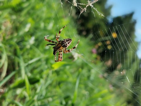 Close-up of a European garden spider (Araneus diadematus) with its distinctive white cross markings on the abdomen, resting on an intricate web in a natural outdoor setting.