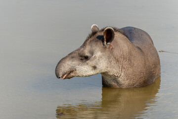South American tapir (Tapirus terrestris) , also called the Brazilian tapir or lowland tapir,...