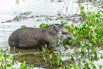 South American tapir (Tapirus terrestris) , also called the Brazilian tapir or lowland tapir,...