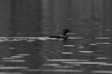 Parc Mauricie - 21 Juin 2025  N&B
