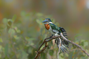 Amazon kingfisher, chloroceryle amazona, sitting on a branch in the North Pantanal wetlands in Brazil