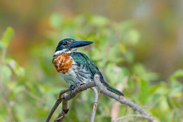 Amazon kingfisher, chloroceryle amazona, sitting on a branch in the North Pantanal wetlands in Brazil