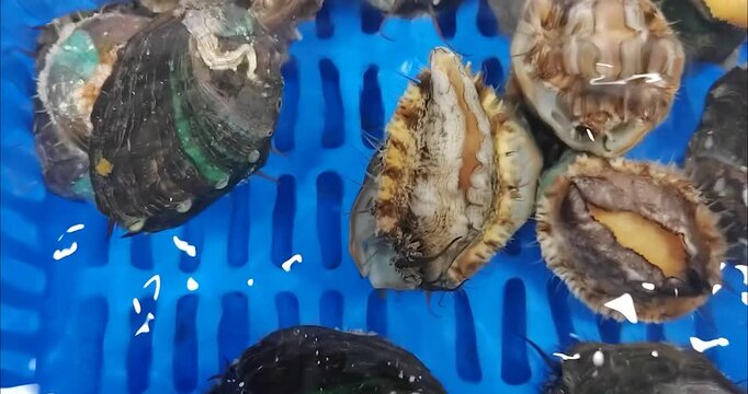 A group of abalone