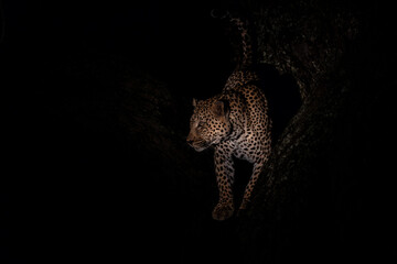 Leopard in the night. Male leopard (Panthera pardus) protecting his prey in a tree after dark in...