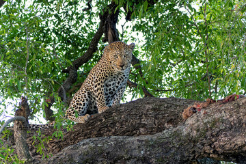 Leopard in a tree. This male leopard Panthera pardus) was protecting his prey in a tree in Sabi...