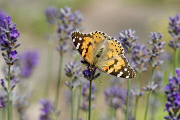 Painted Lady (Vanessa cardui) butterfly perched on lavender in Zurich, Switzerland