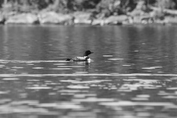 Parc Mauricie - 21 Juin 2025  N&B