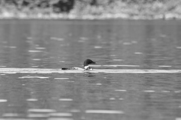 Parc Mauricie - 21 Juin 2025  N&B