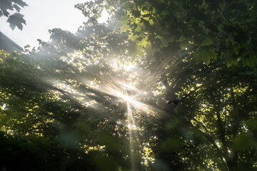 Sunbeams