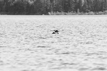 Parc Mauricie - 21 Juin 2025  N&B